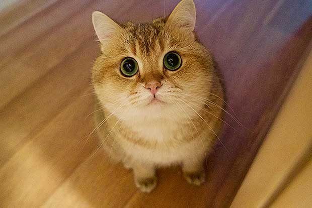 Hosico Cat