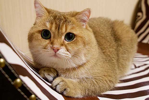 Hosico Cat