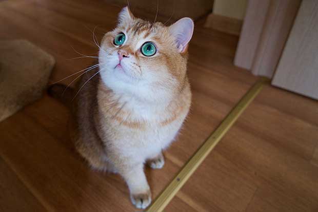 Hosico Cat