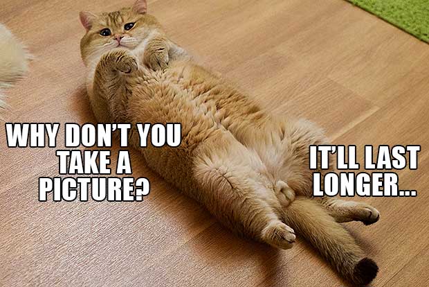 Hosico Cat