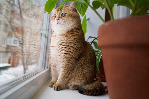 Hosico Cat