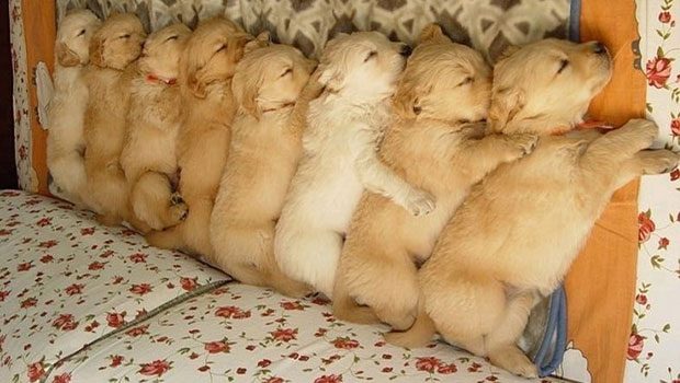 Celebrate National Puppy Day