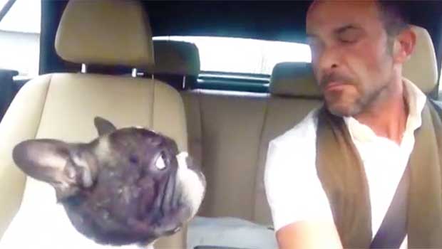 french bulldog sings