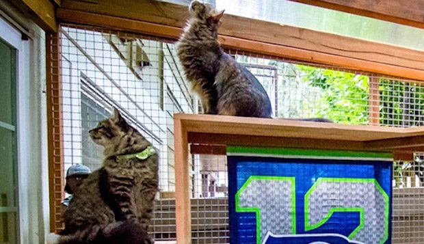 catio