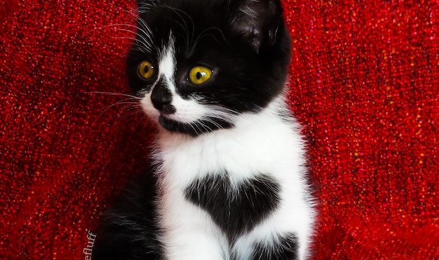 zoe