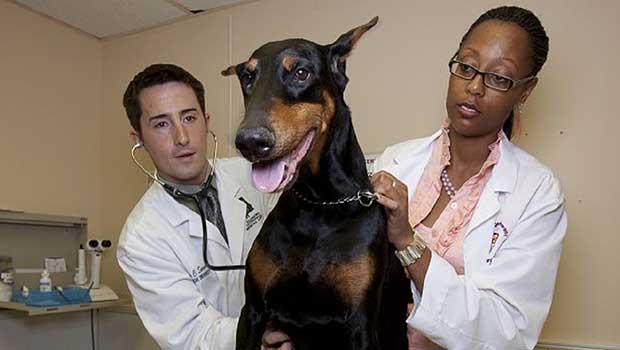 dog flu symptoms