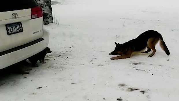 playful German shepherd