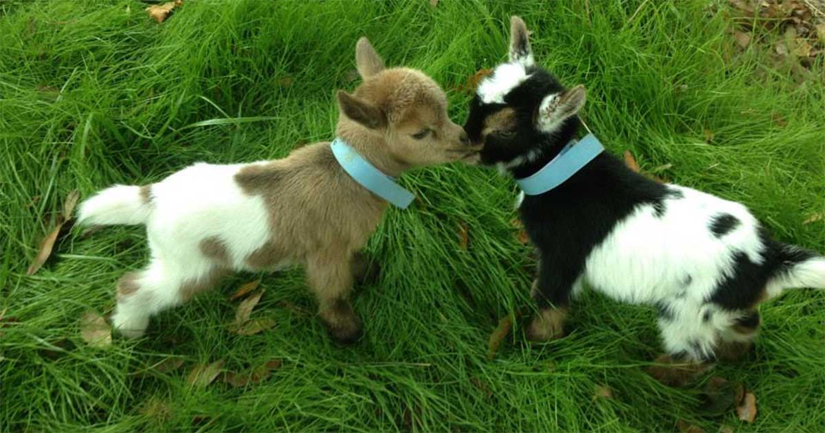 pygmy goat teddy