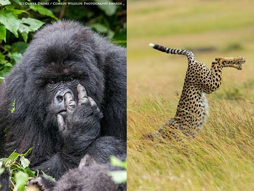 Credit: Oliver Dreike/ The Comedy Wildlife Photography Awards
