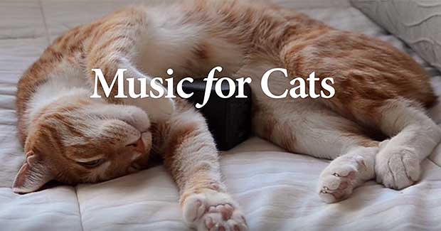 Source: Music For Cats/Kickstarter