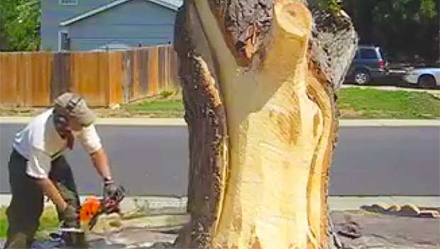 Source: Facebook/Hollow Log Tree Carving and Sculpture