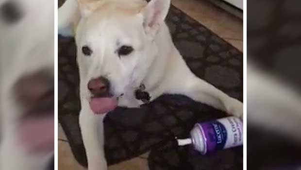 Watch This Dog Go to Town on a Can of Whipped Cream Because We Love Them So