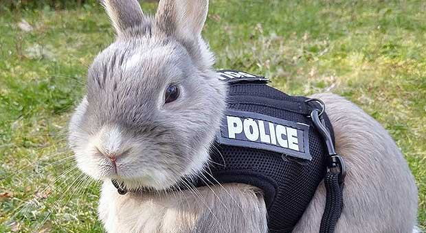 police lingo bad bunny