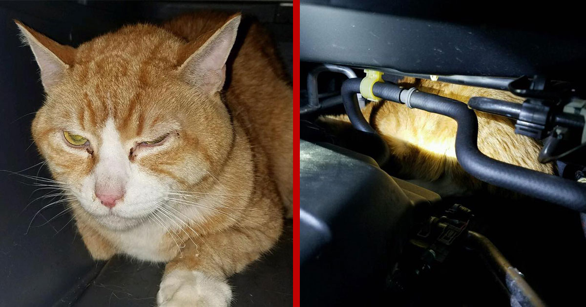 Cat Trapped Under A Cars Hood For 225 Miles Reunites With Brooklyn Owner 