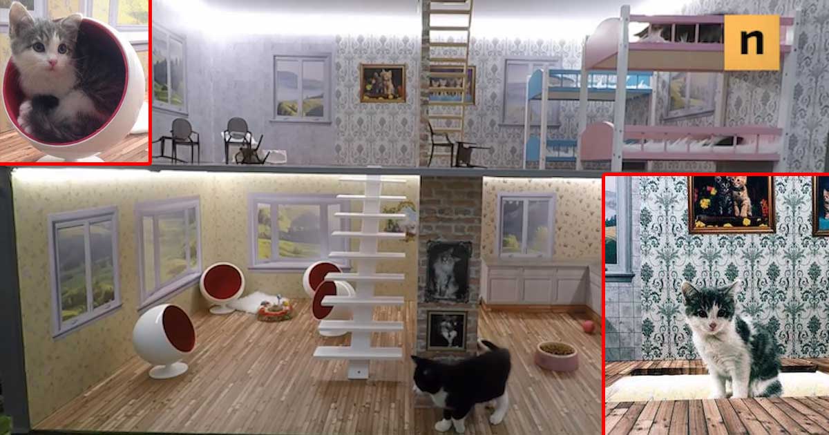 'Keeping Up With the Kattarshians' is a Cat-Centric Reality Show in Iceland