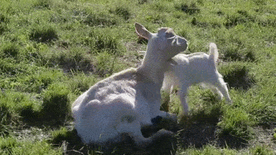 Animals Love Each Other Too on Valentine's Day — Not Just Humans!