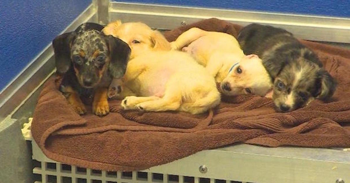 National Mill Dog Rescue Saves 63 Dogs in Norton, Kansas