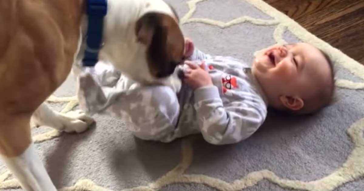 Boxer Jeeves Tickles Crying Baby Causing Uncontrollable Giggles