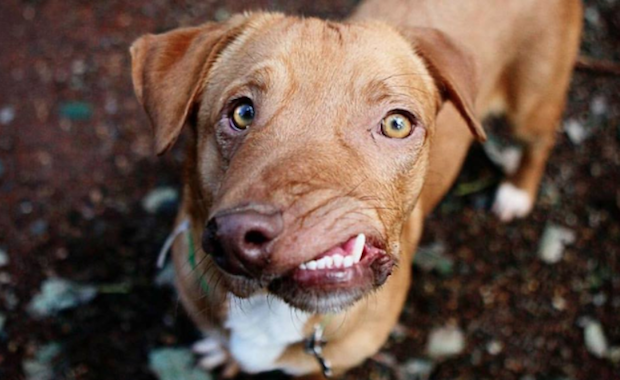 Conoce a Picasso, el perro que nadie quiso por su deformidad facial - Imagen 2