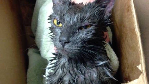 miracle maisy