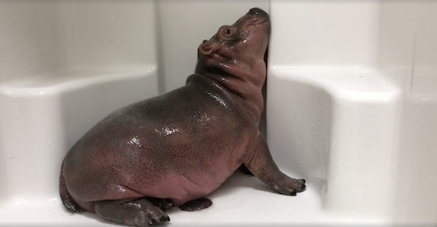 Fiona, a Baby Hippo, Takes a Nap in the Shower at the Cincinnati Zoo