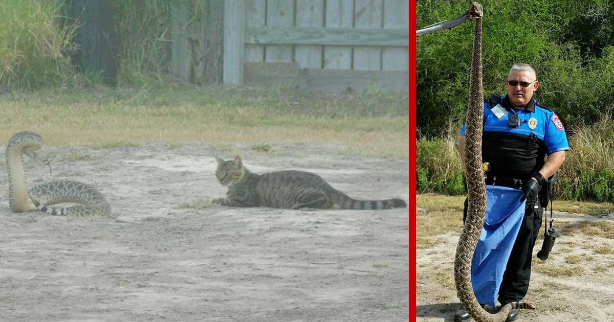 Fearless Laguna Vista Cat Stares Down Rattlesnake in Texas