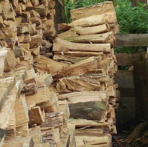 hidden cat