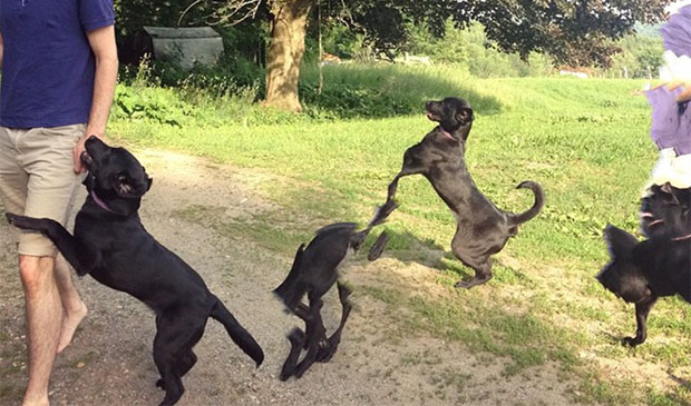 Panorama Dog Photos Guaranteed To Freak You Out