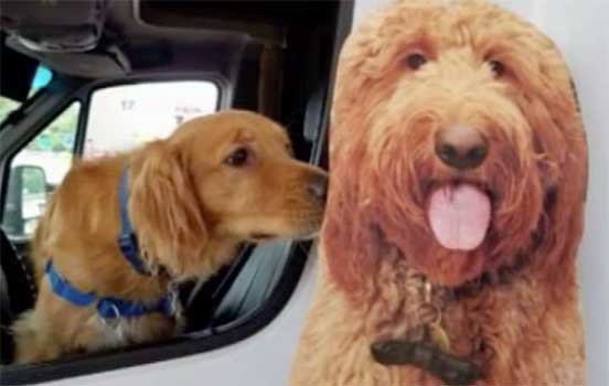 cardboard dog cutout