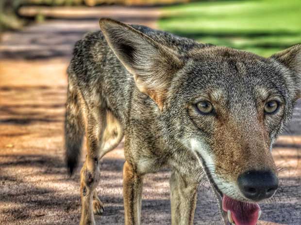 coyote golfers