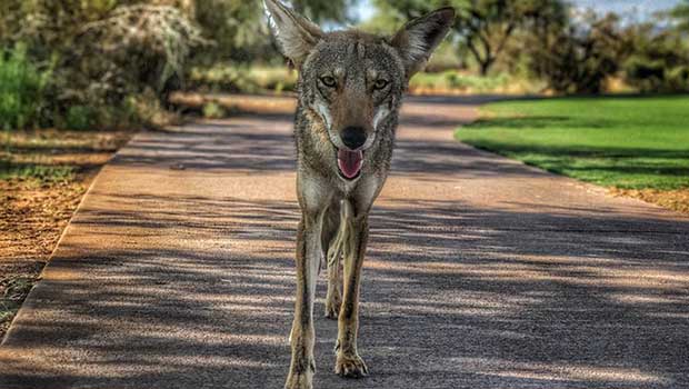 coyote golfers