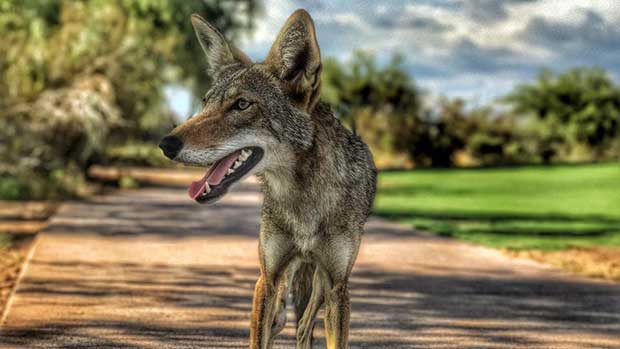 coyote golfers