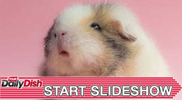 animals with down syndrome