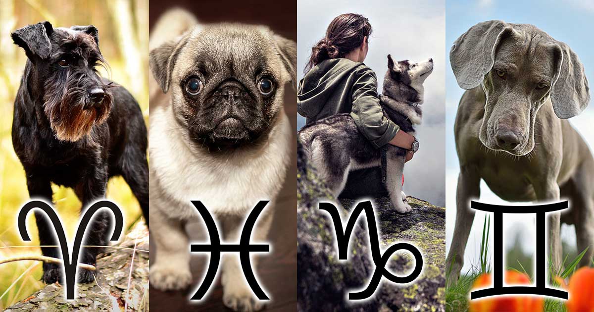 Picking the Perfect Dog Breed for Each Zodiac Sign
