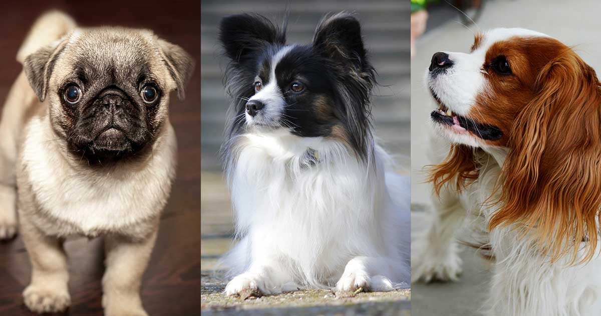 Picking the Perfect Dog Breed for Each Zodiac Sign