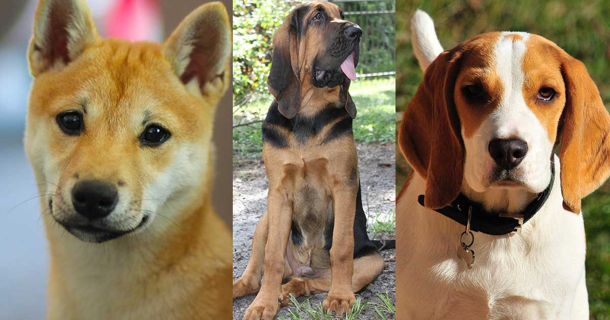 Picking the Perfect Dog Breed for Each Zodiac Sign