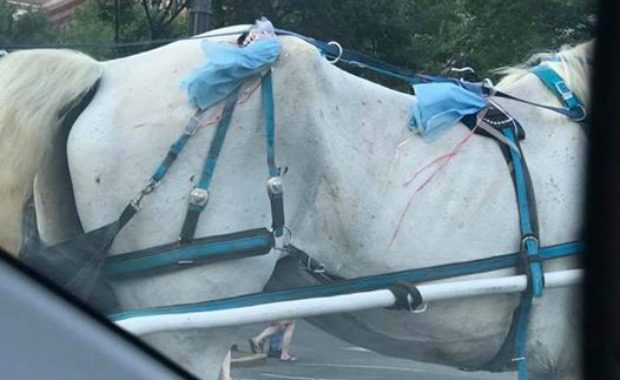 emaciated horse