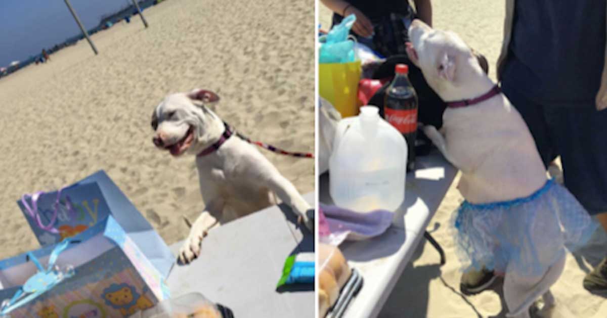 Pregnant Pit Bull Celebrates With A Beach Party Baby Shower