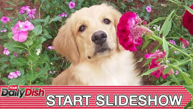 golden retriever puppies