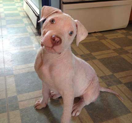rescue dog with mange