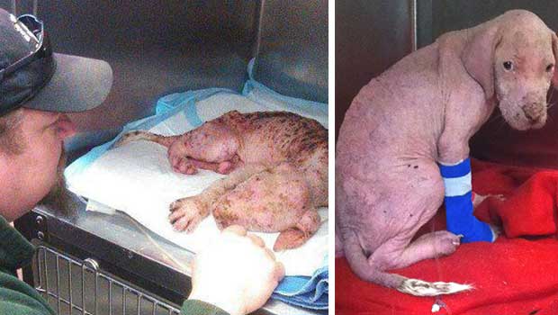 Bulldog Puppy Covered In Scabs Found Wandering The Streets ...