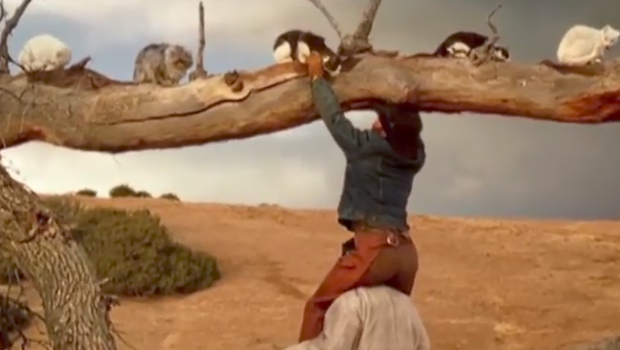 cat herders