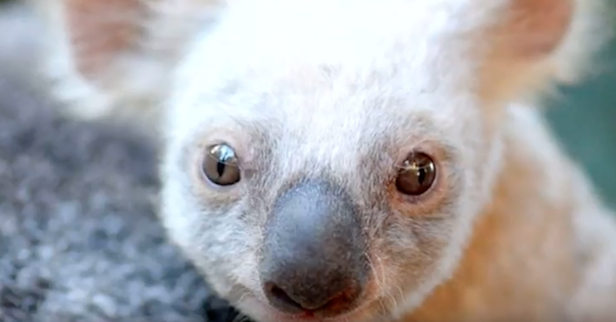 OneofaKind Koala Needs Help Getting a Name at Australia Zoo