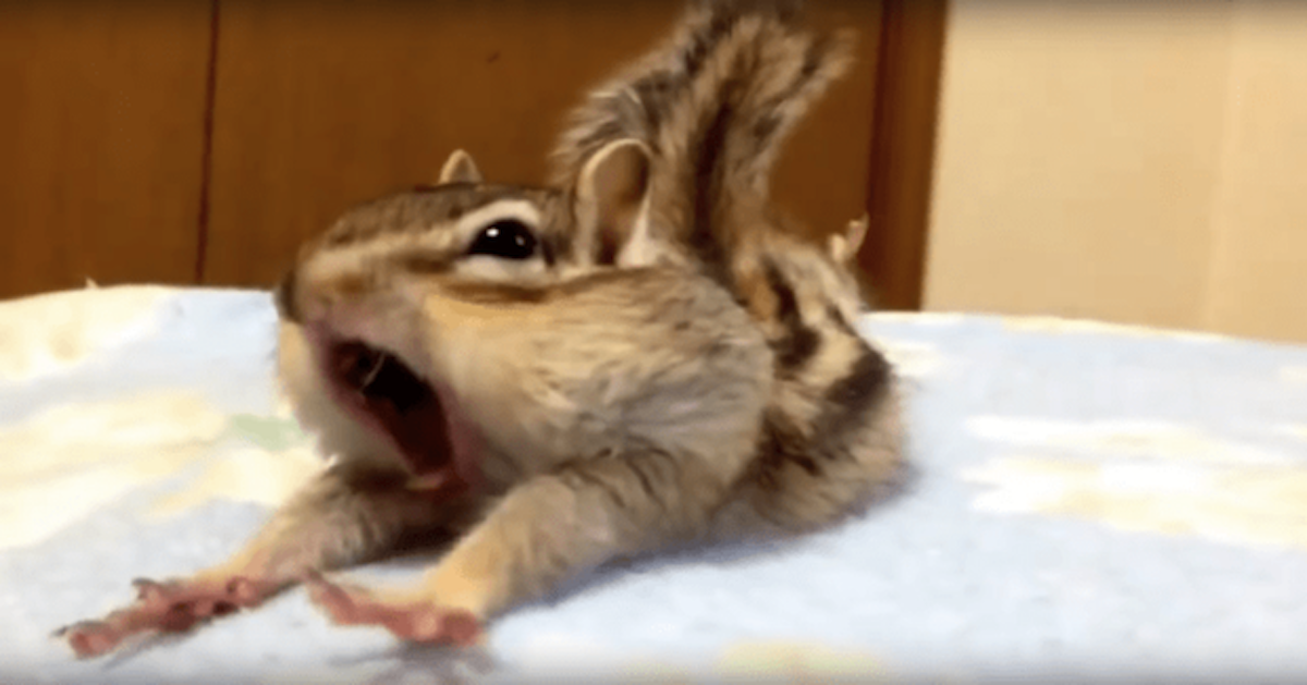 Rescue Chipmunk's Reaction to New Sheets Has the Internet in Stitches