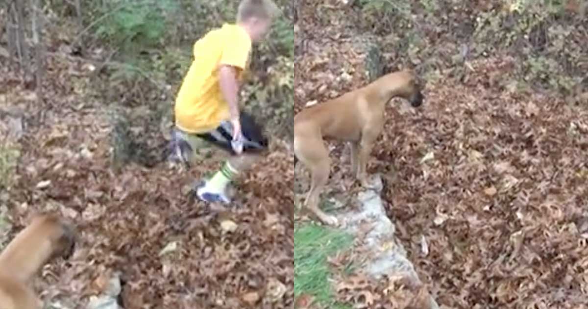 Dog Jumps Into Leaves to Rescue Owner Watch the Funny Video