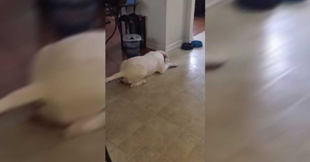 Dog's Tantrum When He Doesn't Get Gravy For Dinner Is Hilarious