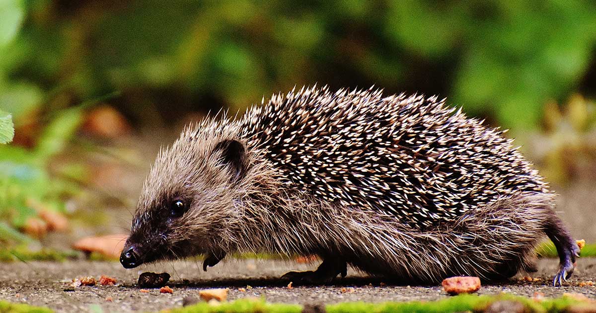 Overweight Hedgehogs: These Prickly Chubsters Need Some Exercise