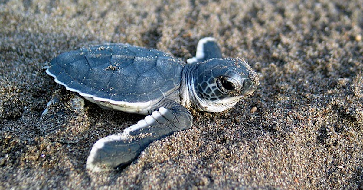 Sea Turtle Becoming Mostly Female Thanks to Climate Change